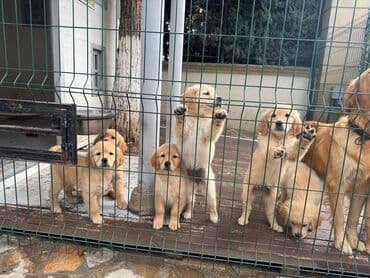 золотистый ретривер цена: Retriever — 2