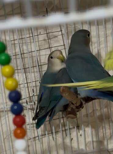 Yeme təzə düşmüş niraznlcik balalar