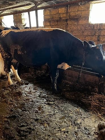 cins inək: Südlük inək — 2