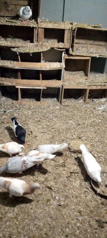 danisan qus: Güvercinlər – müxtəlif rəng və naxışlarda ev quşları - Növ: ev — 1