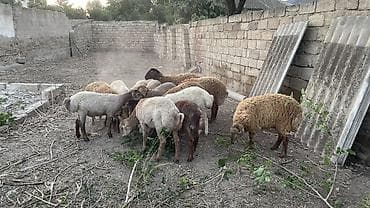 heyvanlarin sekilleri: Erkək, il: 8, 33 kq, Damazlıq, Ətlik, Ödənişli çatdırılma — 5