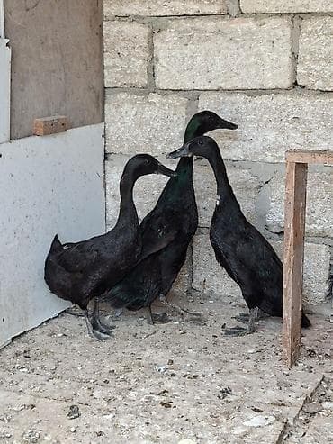 heyrati feresi: Dişi, Ətlik, Ünvandan götürmə, Ödənişli çatdırılma — 3