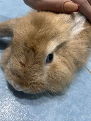 Dovşanlar: Derslerme göre baxa bilmirem satıram erkekdı 6 aylıqdı üsdünde su qabı — 1