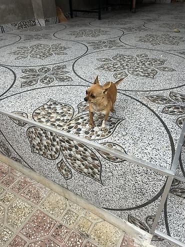 Çixuahua