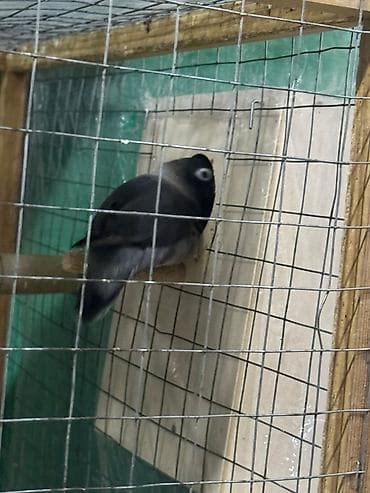 Məhsul: Sevgi quşları (Agapornis) Ünvan. 4 mkr dairəsi Təsvir: -