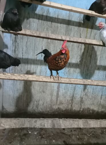 cins pişiklərin satışı: Yaponka xoruz — 2