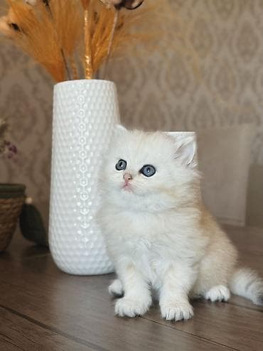 avçarka balası: Britan, Erkək — 2