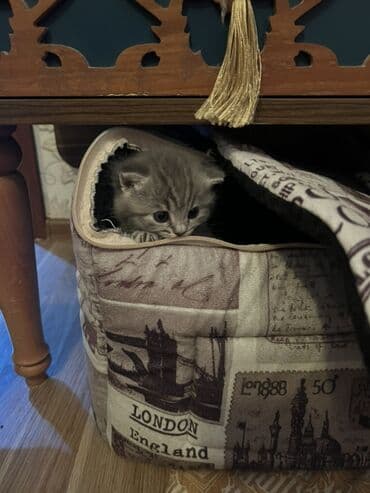 maykonq pişik: Britan, Erkək, Dişi, Ünvandan götürmə — 9