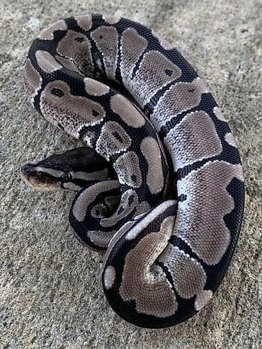 Könül açan rəngdə Ball Python (Kral pitonu) morfları son balalar ✨