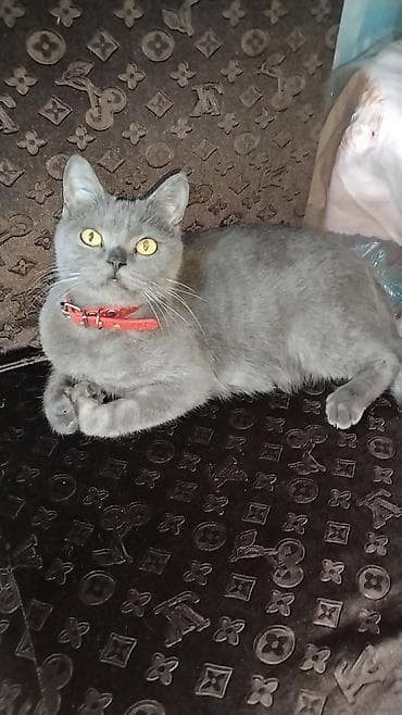 Britan, Dişi, Yaxşı əllərə, Ünvandan götürmə