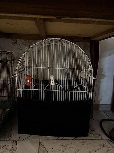 Göyərçinlər: 4 qəfəs 2 yuva 
Qiymət hamısına aitdi
Quşla biryerde isdesez 60 azn — 2