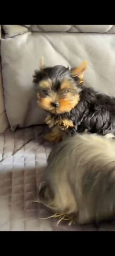 ördək bala: Yorkşir teryer, 3 ay, Erkek, Peyvəndli, Ünvandan götürmə — 4