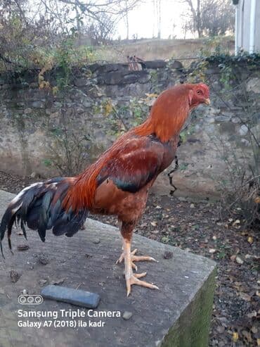 Salam Heyratı beçə 80 Heyratı sarıfete Fotoşəkillər Samsung Galaxy A7 — 5