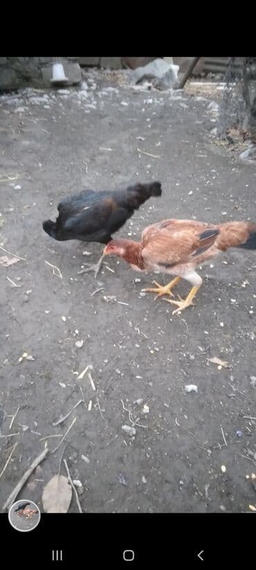 Коровы, быки: Куриные цыплята, Для мяса — 3