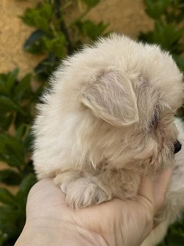 cins heyvanlar: Peyvəndli — 3