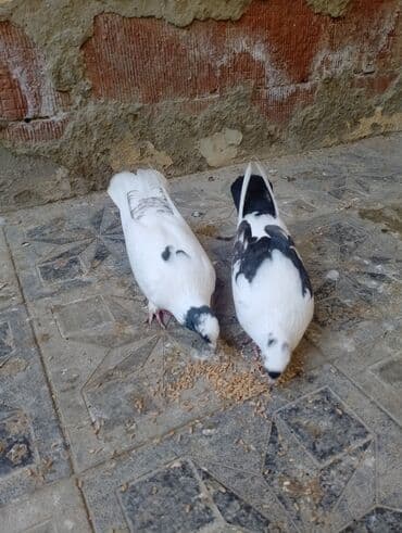 deve quşu: Satılır 5 anan 2 bala Kom 35 manata 3. 4 saat ucurlar unvan xirdalan — 5