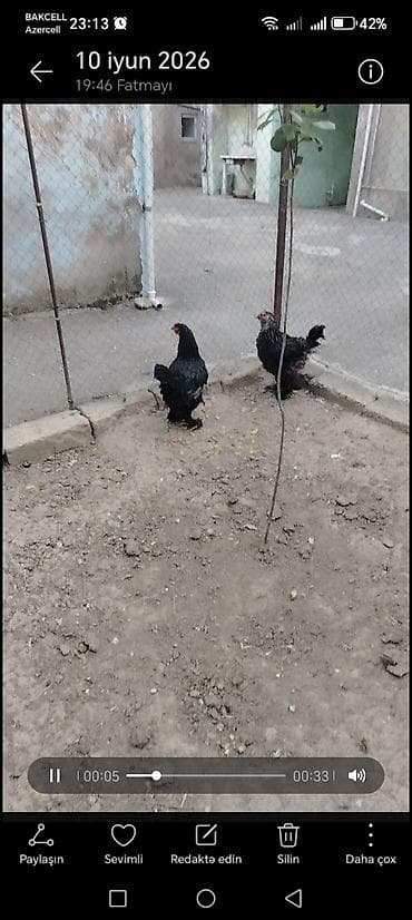 it sekilleri afcarka: Brama xoruzlari satiram.Bir illik xoruzlardi.Sağlam və aktiv — 3