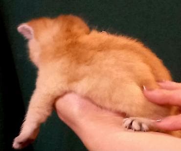 heleb keçisi: Britan, Erkək, Yaxşı əllərə, Ünvandan götürmə — 10