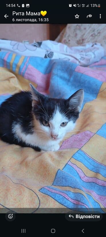 pişik şəkilləri: Yaxşı əllərə — 3