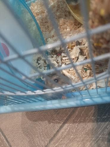 hamster satış: Hamster ailəsi yuva ile birge satilir.umumilikde 6 sı kicik olmaqla 12 — 2