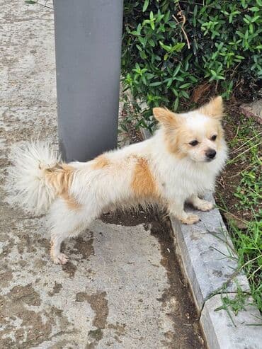 Çaydanlar: Şpitz, 6 il, Erkek — 2