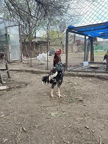 Toyuq, Damazlıq, Ödənişli çatdırılma lalafo.az -da Toyuq, Damazlıq, Ödənişli çatdırılma