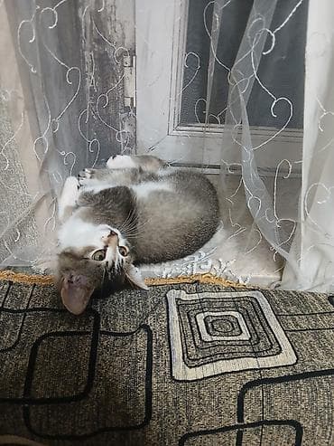 pişik cutleşdirme: Pisik Shotlantdir,erkekdir,5 ayliqdir,immun peyvendi — 4