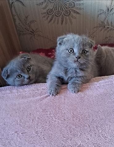 ev dizaynlari: Şotland — 9