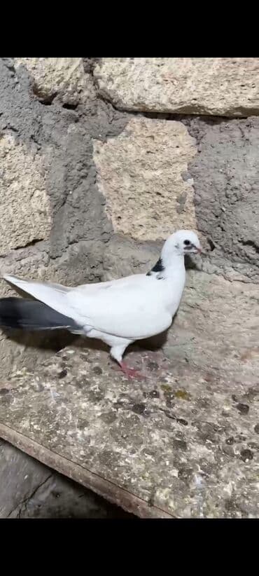 göyercin yuvası: Salam 18.19 quwdi hamsi tam sağlamdi oz quwdarimdi isimle elaqeder — 2