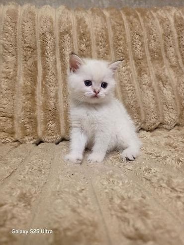 pişiy: Britan — 4