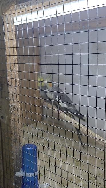 Gəmiricilər: Məhsul: Nimfa papağanları (Cockatiel) Təsvir: - Şəkillərdə boz-ağ — 2