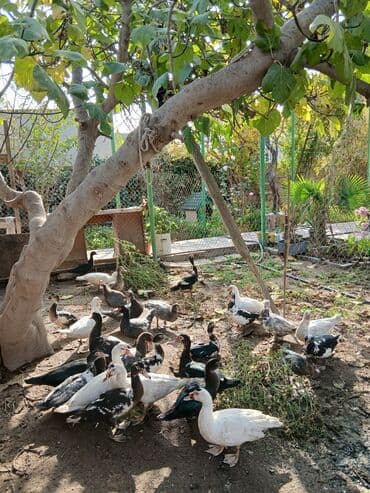 cücə satışı 2023: Erkək, | Lal ördək, Ətlik, Ünvandan götürmə, Ödənişli çatdırılma — 1