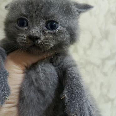 pişik alıram: Britan yastı qulaq — 3