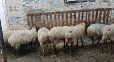 Qazlar: 10 Qoyun satlır. Boğazdılar — 2