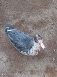 Erkək, | Lal ördək, Ətlik