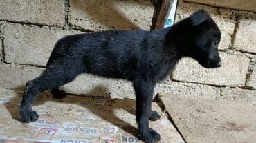 немецкая овчарка цена в баку: Немецкая овчарка, 2 месяца, Самка, С прививками, Самовывоз — 4