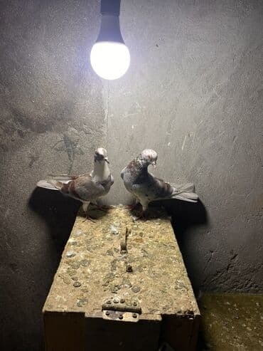 Qaşıqlar: Cüt deyilər Biri erkək biri mayadı — 1