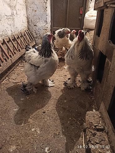 Keçilər, çəpişlər: Toyuq, Brama, Damazlıq — 1