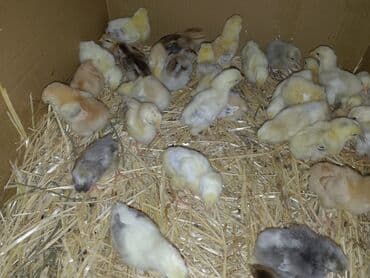 Toyuq cücələri, Ətlik