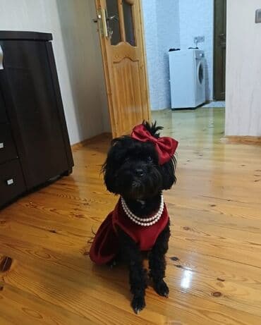 it etibarlı əllərə verilir: Pudel, 2 il, Dişi, Peyvəndli, Ünvandan götürmə — 2