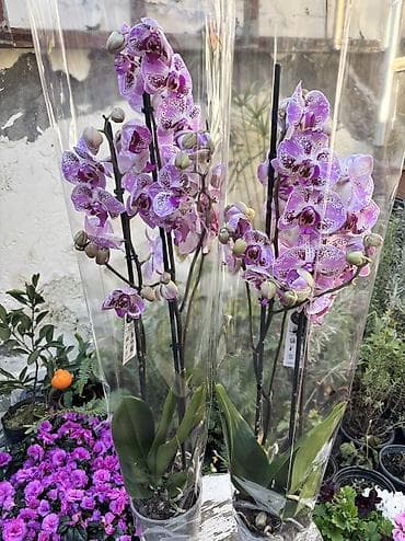 enginar harda satilir: Orxideya cüt çubuq 40azn. Hədiyyəlik bağlama +hədiyyəlik paket əlavə — 4