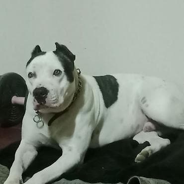 ağ siçan: Amerikan buldoqu, Erkek, Peyvəndli — 9