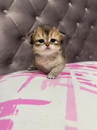 pisi: Qızıl şinşilla — 2