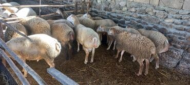 cins inekler: Quzu, Erkək, ay: 8, 42 kq, Ətlik, Ünvandan götürmə — 1