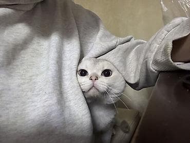 Рыбы: Шотладская вислоухая, Самец, Для вязки, Самовывоз — 6