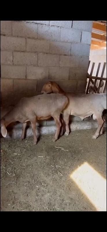 tutuquşu yemi: Satışa heyvandarlıq üçün qoç və damazlıq qoyunlar - Növ: yerli yağlı — 6
