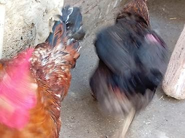 pişik satisi 2020: Salam 9 ayliq xoruzdu tam sağlamdi öz he yetimin heyvandi banliyir — 3