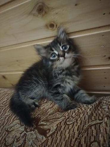 pişik balalari: Türk anqora, Pulsuz çatdırılma — 2