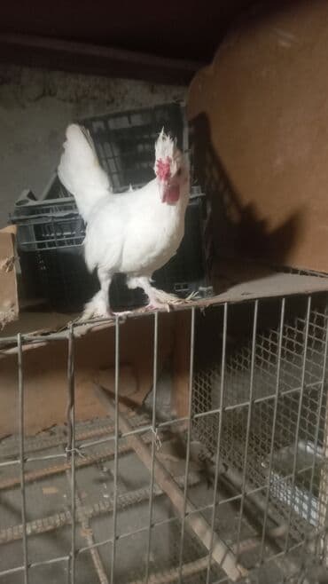 Inəklər, öküzlər: Yaponka xoruzu 15 azn — 2