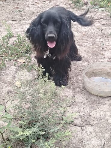 bakıda it satışı: Koker spaniyel — 2